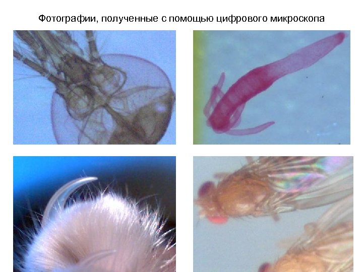 Фотографии, полученные с помощью цифрового микроскопа 