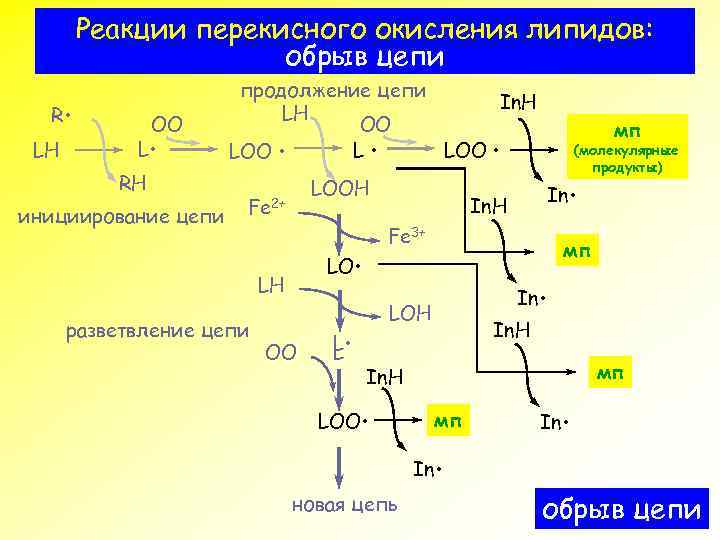 Реакции перекисного окисления липидов: обрыв цепи R • LH OO L • RH инициирование