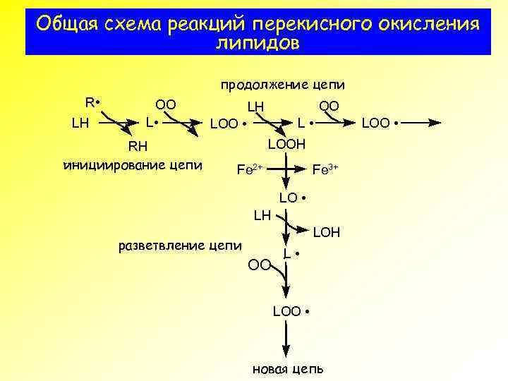 Общая схема реакций перекисного окисления липидов продолжение цепи R • LH OO L •