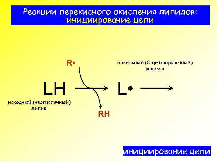 Реакции перекисного окисления липидов: инициирование цепи R • алкильный (С-центрированный) радикал LH исходный (неокисленный)