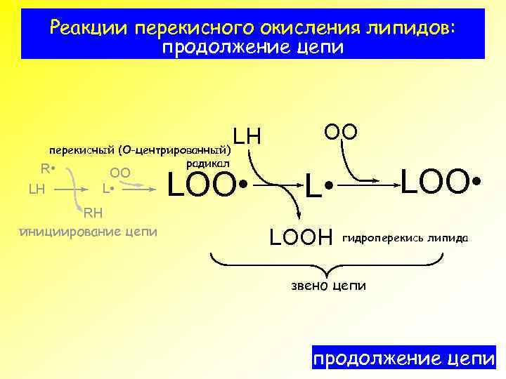 Реакции перекисного окисления липидов: продолжение цепи LH перекисный (О-центрированный) R • LH OO L