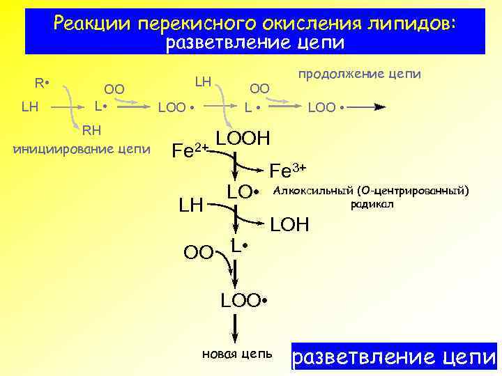 Схема участия усиленного перекисного окисления липидов в развитии патологии нейронов