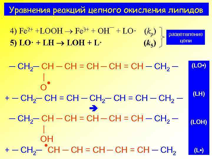 Уравнения реакций цепного окисления липидов 4) Fe 2+ +LOOH Fe 3+ + OH¯ +