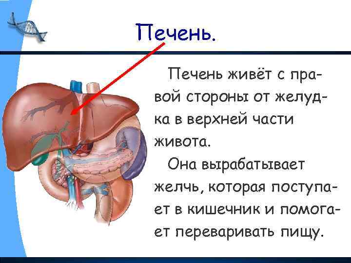 Печень живёт с правой стороны от желудка в верхней части живота. Она вырабатывает желчь,