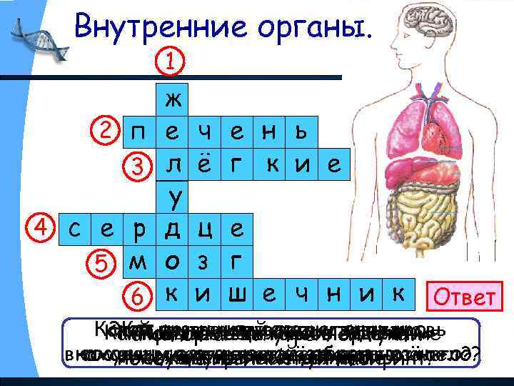 Внутренние органы. 1 2 п 3 4 с е р 5 м 6 ж