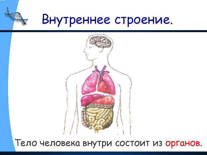 Внутреннее строение. Тело человека внутри состоит из органов. 