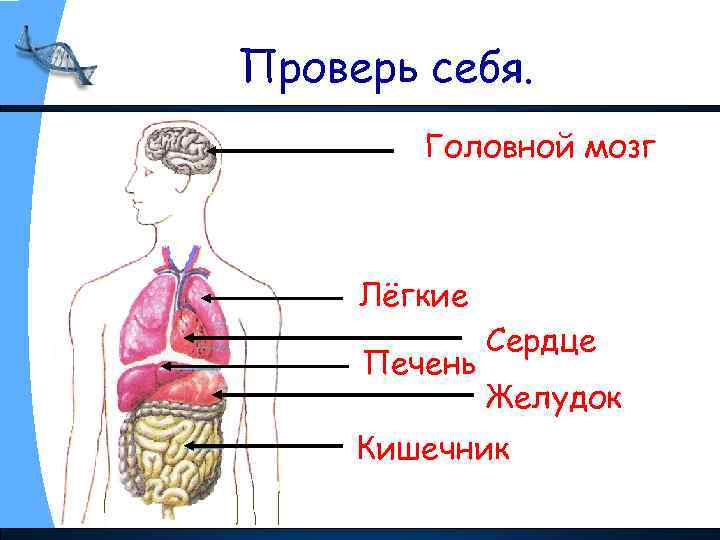 Проверь себя. Головной мозг Лёгкие Печень Сердце Желудок Кишечник 