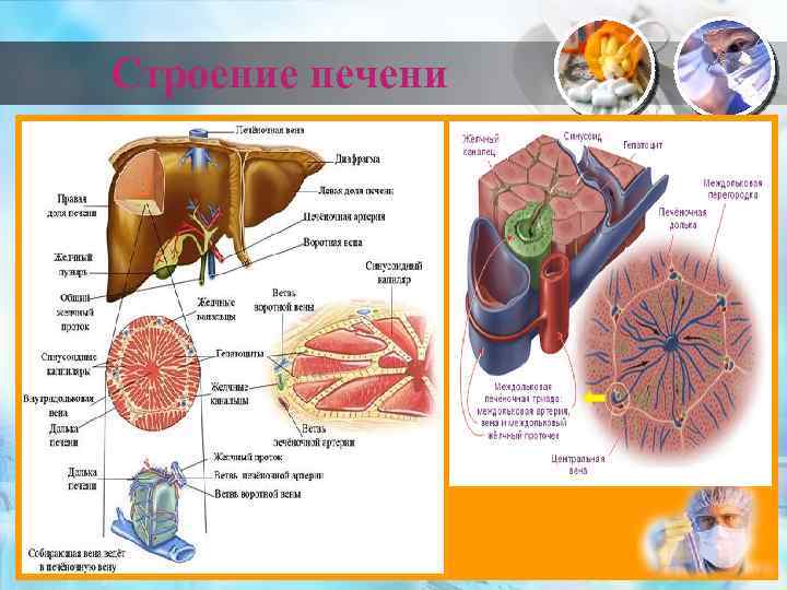 Строение печени картинка