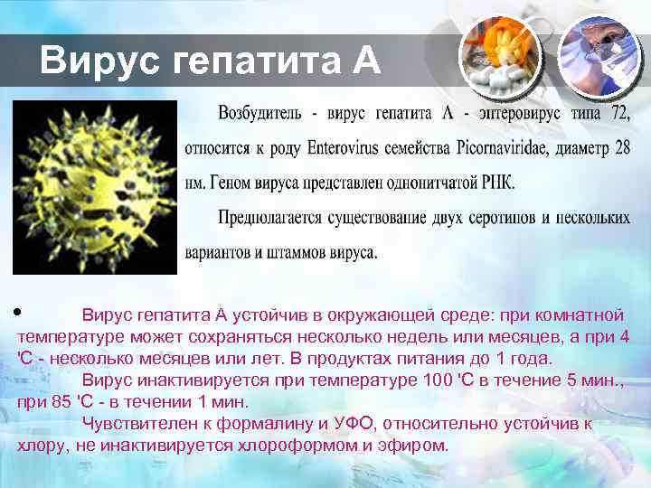 Вирус гепатита А • Вирус гепатита А устойчив в окружающей среде: при комнатной температуре