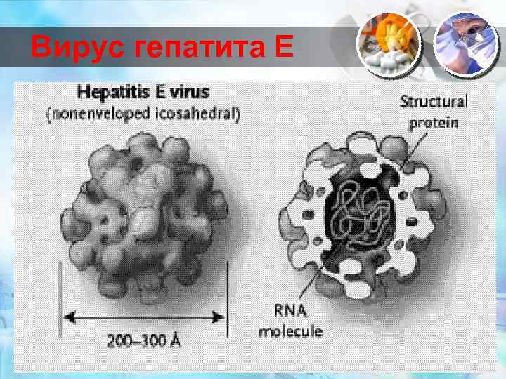 Вирус гепатита Е 