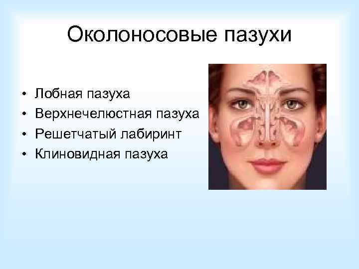 Околоносовые пазухи • • Лобная пазуха Верхнечелюстная пазуха Решетчатый лабиринт Клиновидная пазуха 