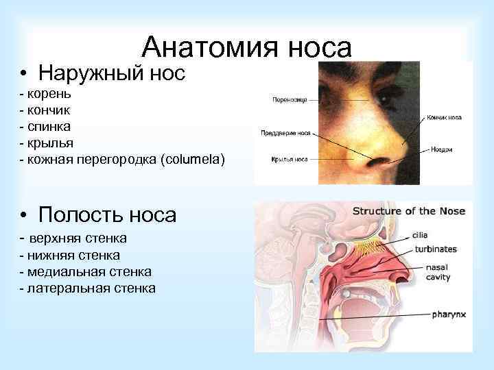 Анатомия носа • Наружный нос - корень - кончик - спинка - крылья -