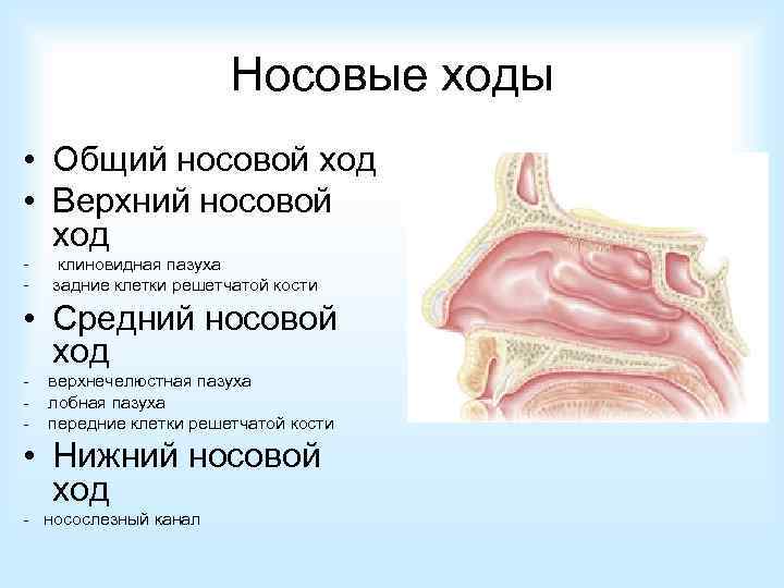 Носовые ходы • Общий носовой ход • Верхний носовой ход - клиновидная пазуха задние