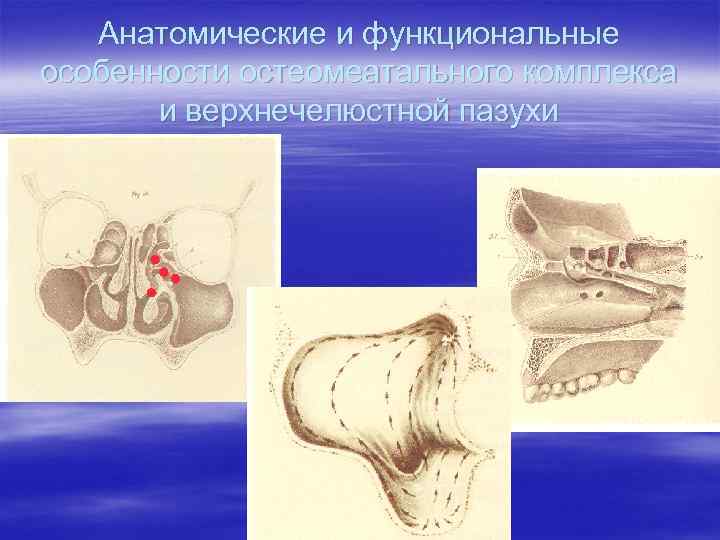 Анатомические и функциональные особенности остеомеатального комплекса и верхнечелюстной пазухи 