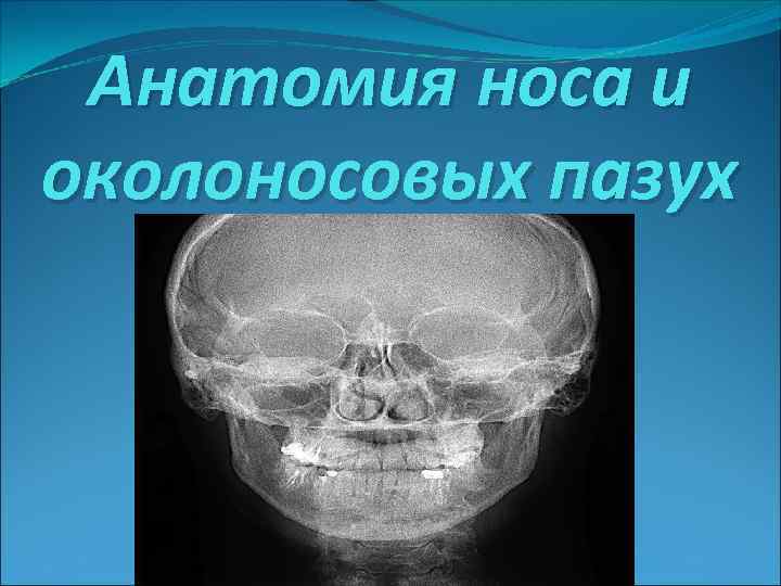 Анатомия носа и околоносовых пазух 