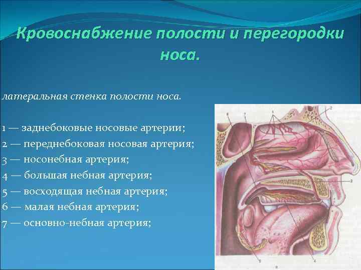 Кровоснабжение полости и перегородки носа. латеральная стенка полости носа. 1 — заднебоковые носовые артерии;