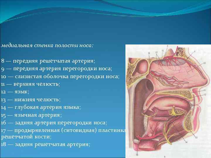 медиальная стенка полости носа: 8 — передняя решетчатая артерия; 9 — передняя артерия перегородки