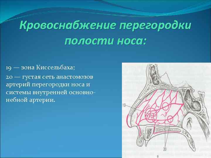 Кровоснабжение перегородки полости носа: 19 — зона Киссельбаха; 20 — густая сеть анастомозов артерий