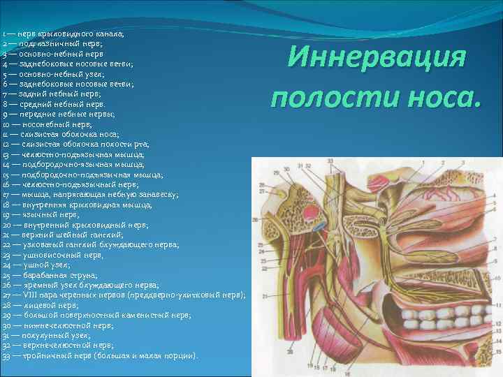 1 — нерв крыловидного канала; 2 — подглазничный нерв; 3 — основно-небный нерв 4