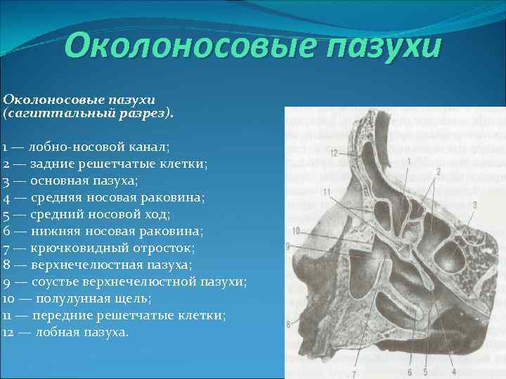 Околоносовые пазухи (сагиттальный разрез). 1 — лобно-носовой канал; 2 — задние решетчатые клетки; 3