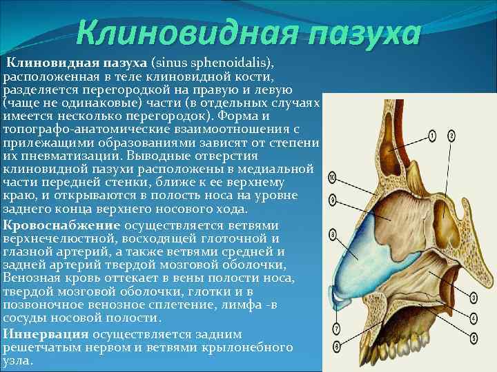 Клиновидная пазуха (sinus sphenoidalis), расположенная в теле клиновидной кости, разделяется перегородкой на правую и