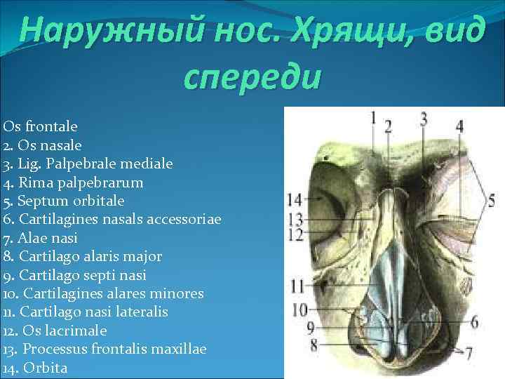 Наружный нос. Хрящи, вид спереди Os frontale 2. Os nasale 3. Lig. Palpebrale mediale