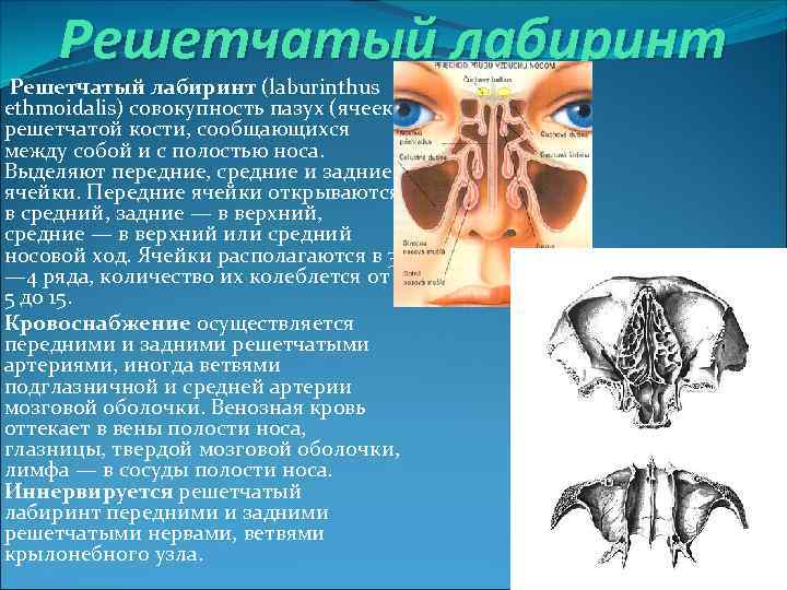 Решетчатый лабиринт (laburinthus ethmoidalis) совокупность пазух (ячеек) решетчатой кости, сообщающихся между собой и с