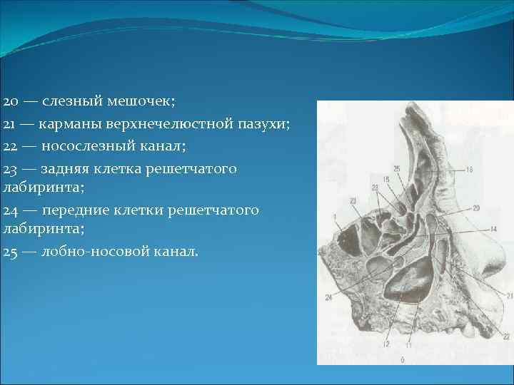 20 — слезный мешочек; 21 — карманы верхнечелюстной пазухи; 22 — носослезный канал; 23