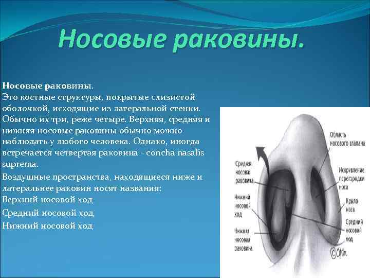 Носовые раковины. Это костные структуры, покрытые слизистой оболочкой, исходящие из латеральной стенки. Обычно их