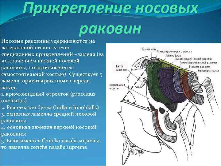 Прикрепление носовых раковин Носовые раковины удерживаются на латеральной стенке за счет специальных прикреплений –ламелл