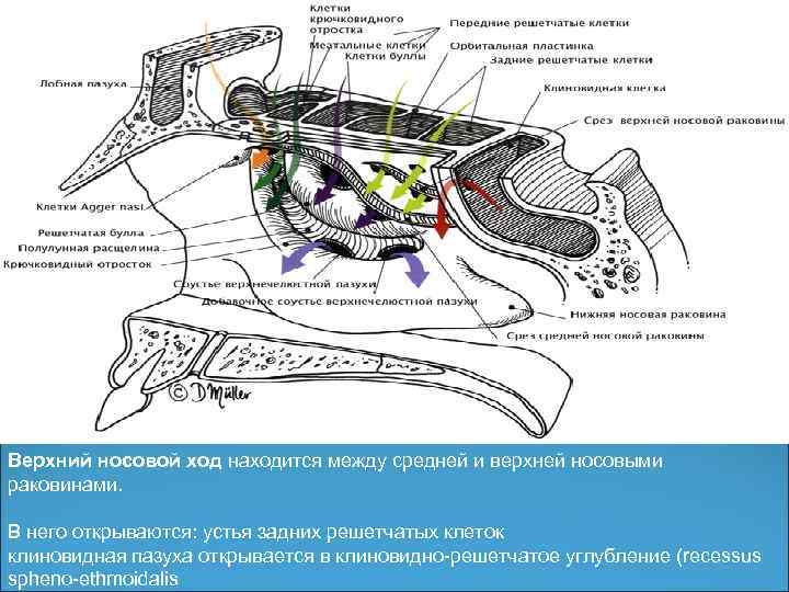 Верхний носовой ход находится между средней и верхней носовыми раковинами. В него открываются: устья