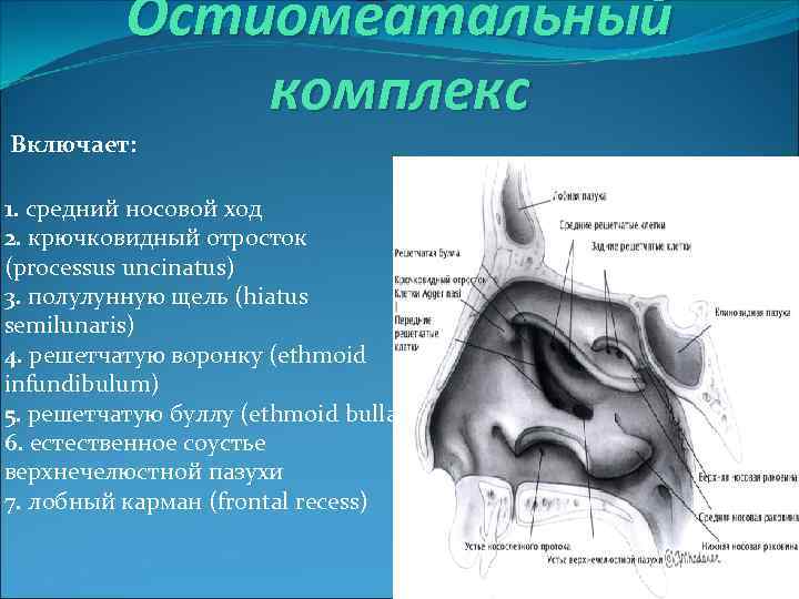 Остиомеатальный комплекс Включает: 1. средний носовой ход 2. крючковидный отросток (processus uncinatus) 3. полулунную