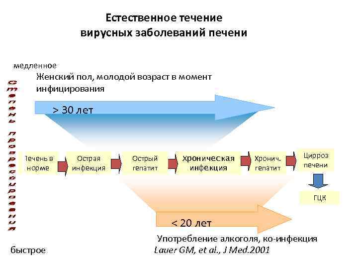 Естественное течение вирусных заболеваний печени медленное Женский пол, молодой возраст в момент инфицирования >