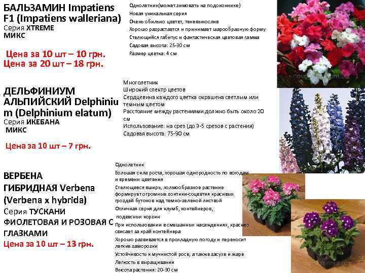 БАЛЬЗАМИН Impatiens F 1 (Impatiens walleriana) Серия XTREME МИКС Однолетник(может зимовать на подоконнике) Новая