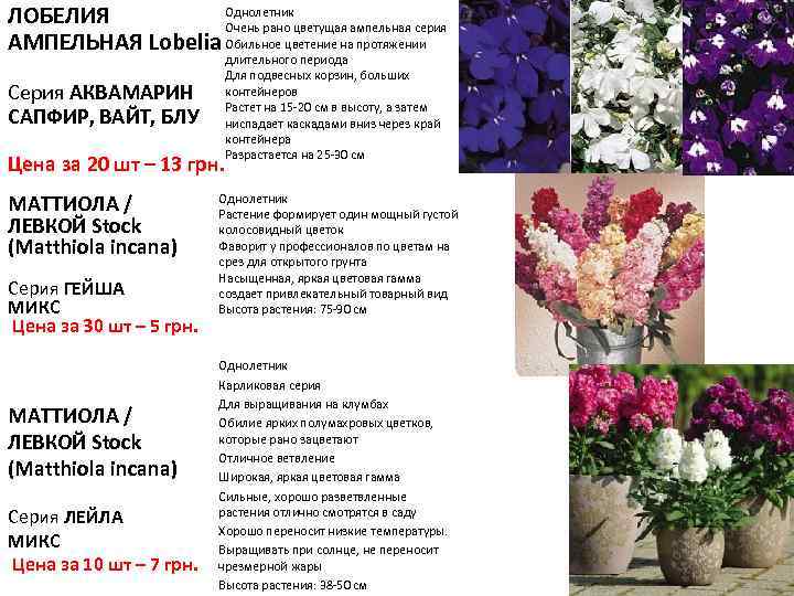 Однолетник ЛОБЕЛИЯ Очень рано цветущая ампельная серия АМПЕЛЬНАЯ Lobelia Обильное цветение на протяжении Серия