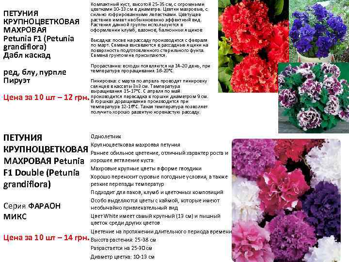 ПЕТУНИЯ КРУПНОЦВЕТКОВАЯ МАХРОВАЯ Petunia F 1 (Petunia grandiflora) Дабл каскад ред, блу, пурпле Пируэт