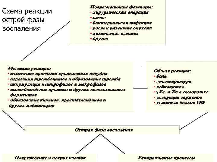 Схема реакции острой фазы воспаления 