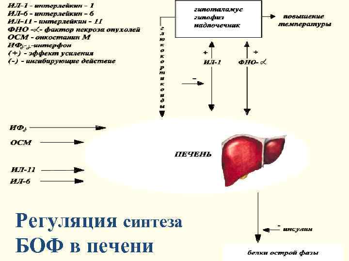 Регуляция синтеза БОФ в печени 