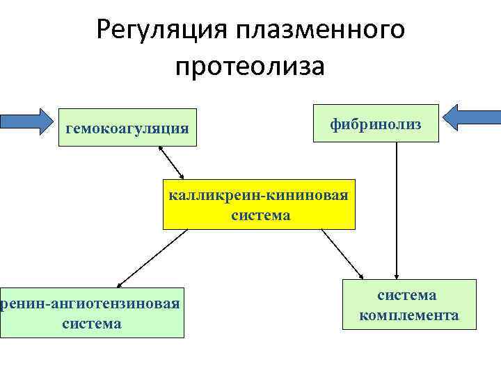 Регуляция плазменного протеолиза гемокоагуляция фибринолиз калликреин-кининовая система ренин-ангиотензиновая система комплемента 