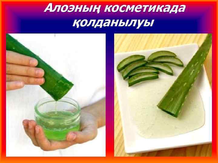 Алоэның косметикада қолданылуы 