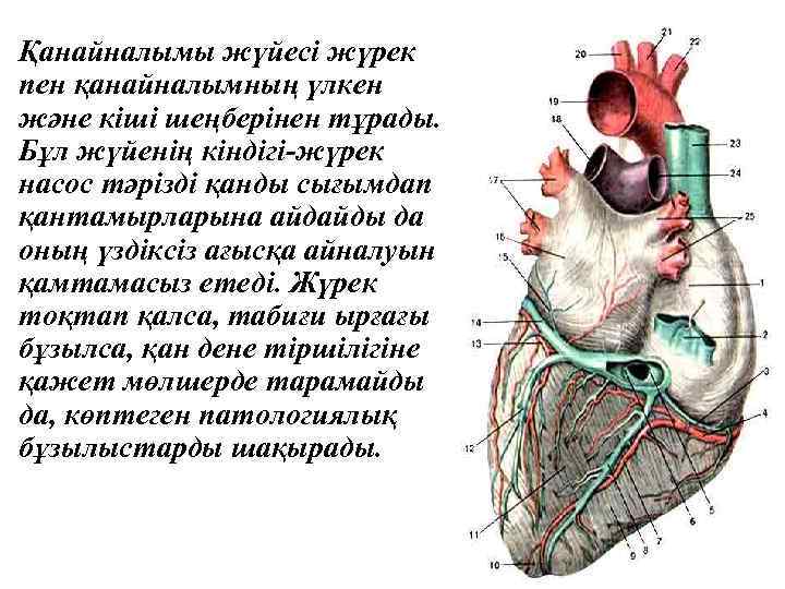  • Қанайналымы жүйесі жүрек пен қанайналымның үлкен және кіші шеңберінен тұрады. Бұл жүйенің