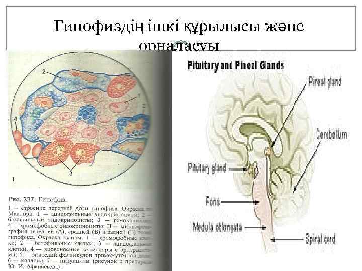 Гипофиздің ішкі құрылысы және орналасуы 