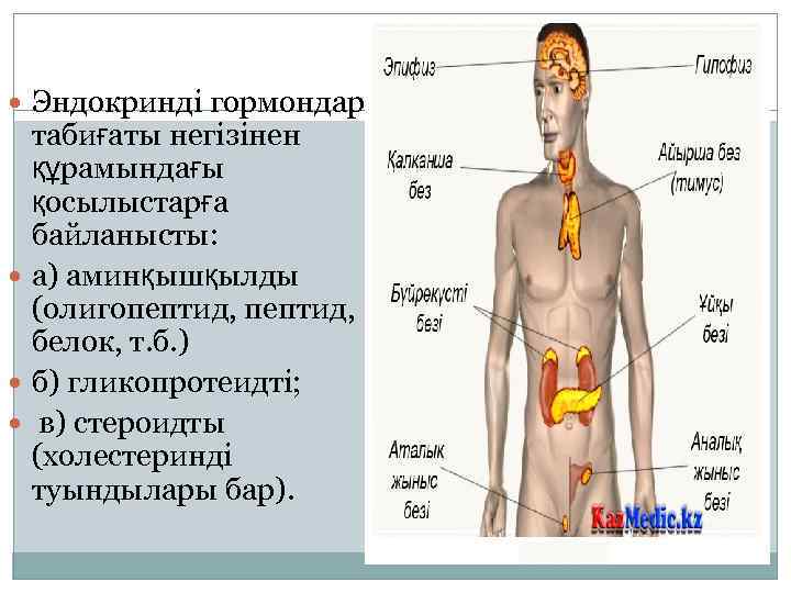  Эндокринді гормондар табиғаты негізінен құрамындағы қосылыстарға байланысты: а) аминқышқылды (олигопептид, белок, т. б.