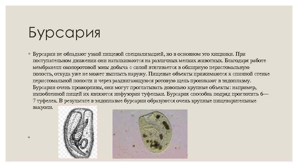 Бурсария ◦ Бурсарии не обладают узкой пищевой специализацией, но в основном это хищники. При