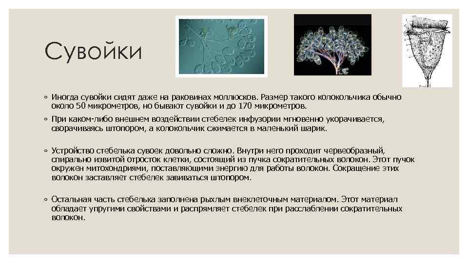 Сувойки ◦ Иногда сувойки сидят даже на раковинах моллюсков. Размер такого колокольчика обычно около