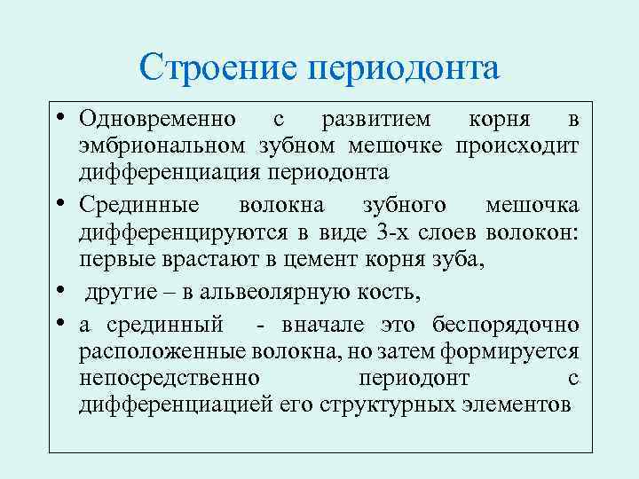 Строение периодонта • Одновременно с развитием корня в эмбриональном зубном мешочке происходит дифференциация периодонта