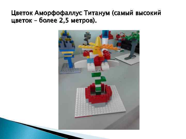 Цветок Аморфофаллус Титанум (самый высокий цветок – более 2, 5 метров). 