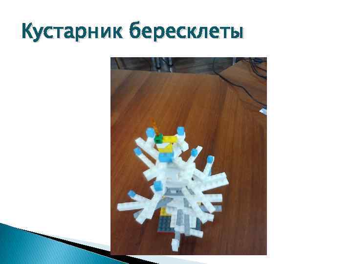 Кустарник бересклеты 