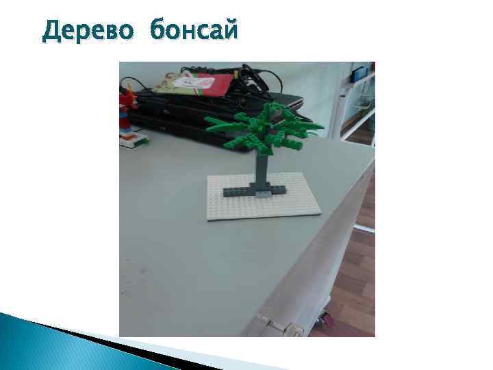 Дерево бонсай 