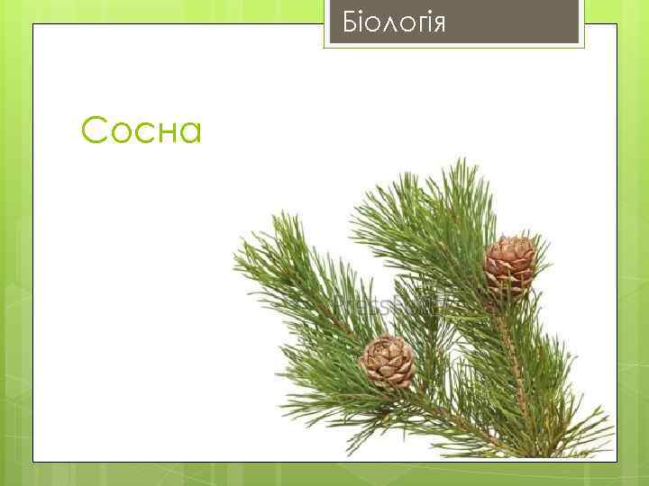 Біологія Сосна 